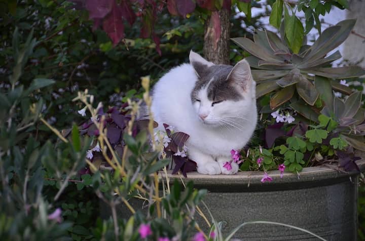 How To Keep Cats From Pooping In House Plants