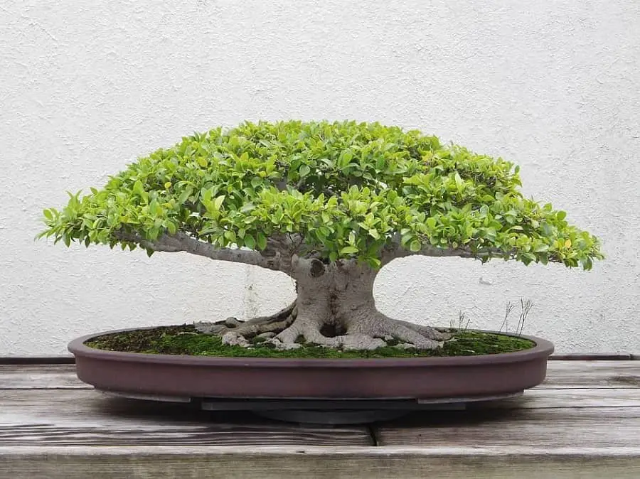 How to water bonsai