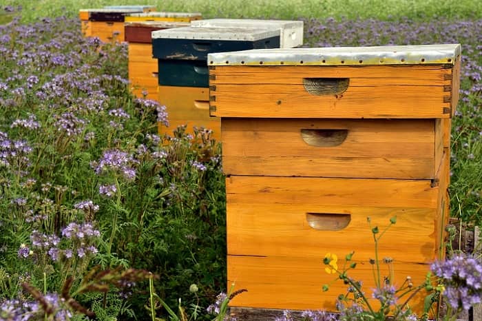 Top 10 Best Bee Boxes