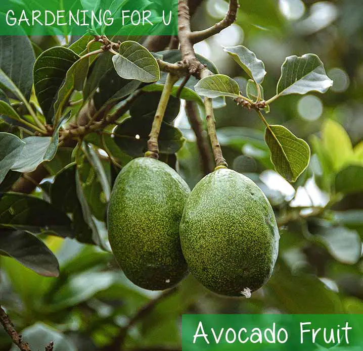Growing Avocado Fruit