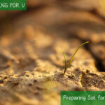 Preparing soil for Avocado