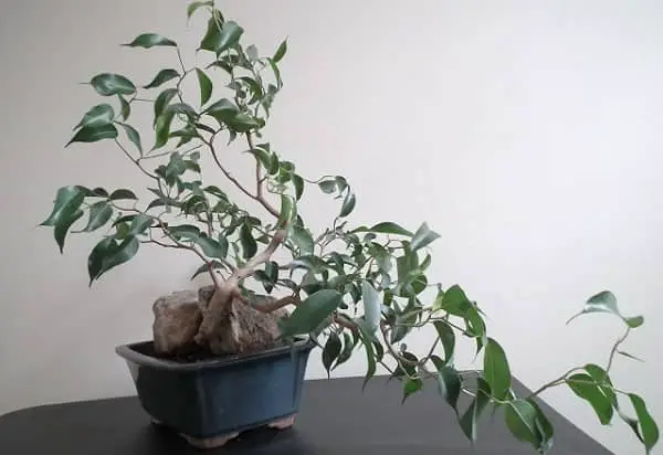 How to grow Ficus Benjamina Bonsai