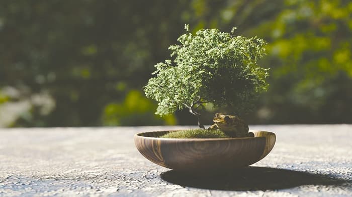 Easy Growing Bonsai Trees