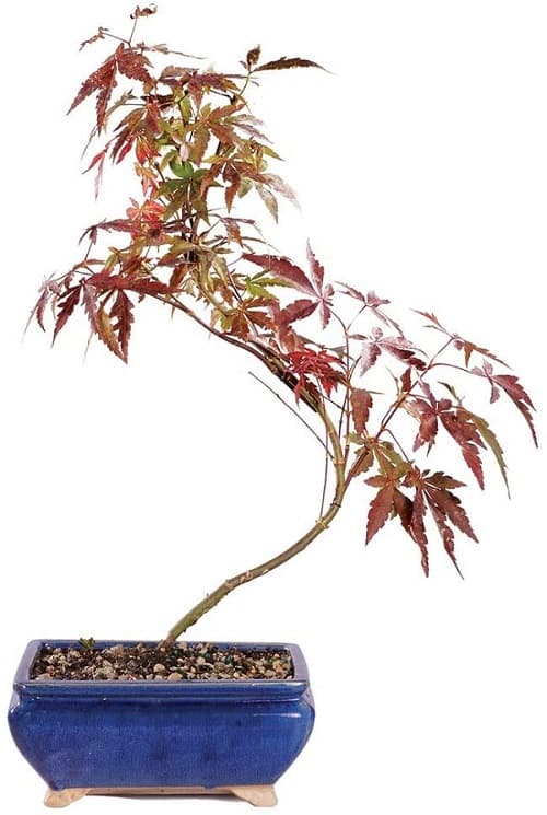 Japanese Red Maple Outdoor Bonsai Tree