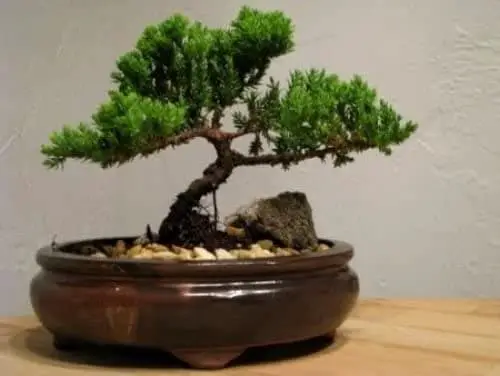 Juniper Tree Bonsai - Easy Growing Bonsai