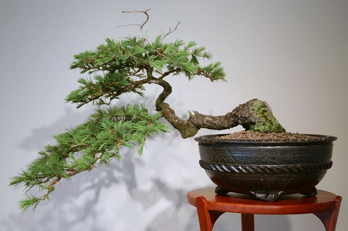 cascade bonsai