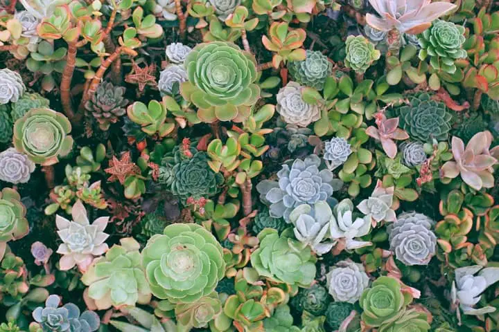 why are succulents so popular