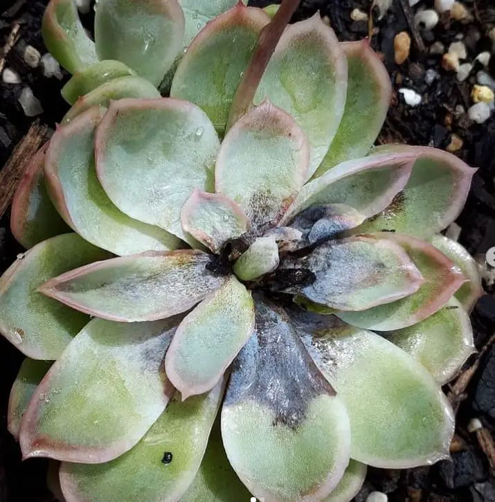 succulent leaves turning black