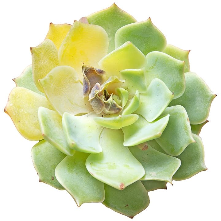 succulent turning yellow