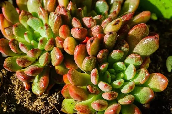 succulent turning red