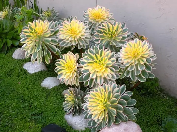 Aeonium Sunburst