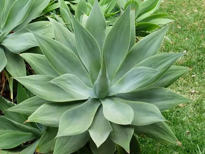 Agave attenuata