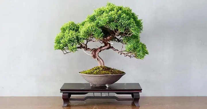 How Long Does It Take To Grow A Bonsai Tree? 