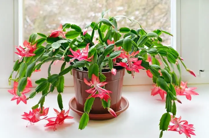 Christmas Cactus 