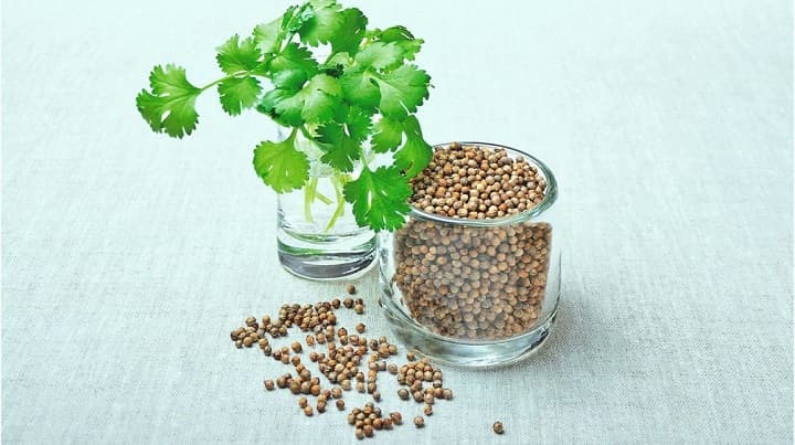 Cilantro in water