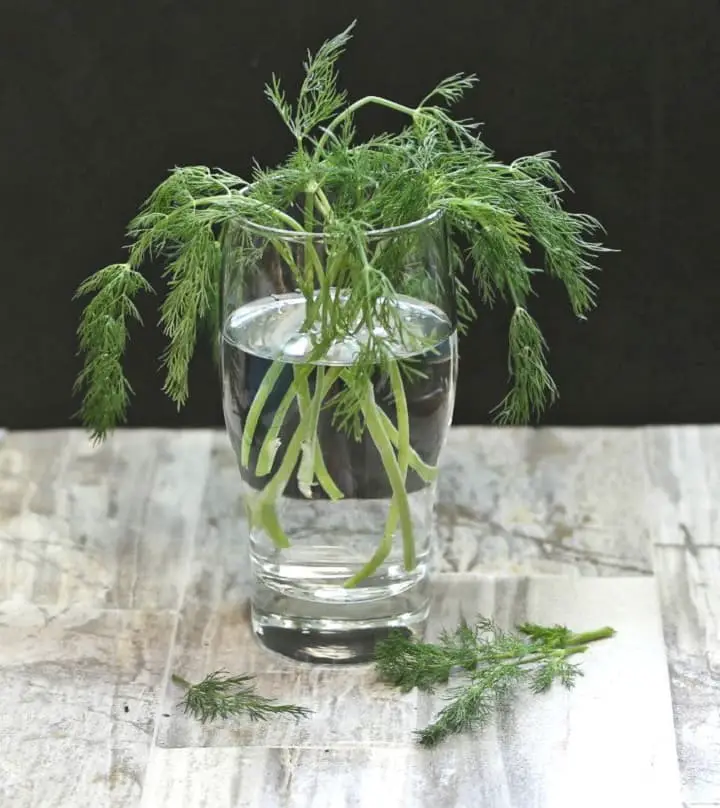 Dill in water