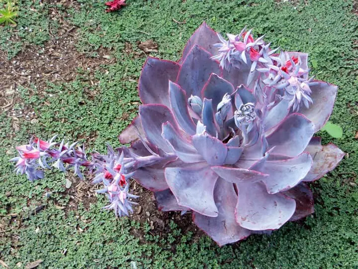 Echeveria Afterglow