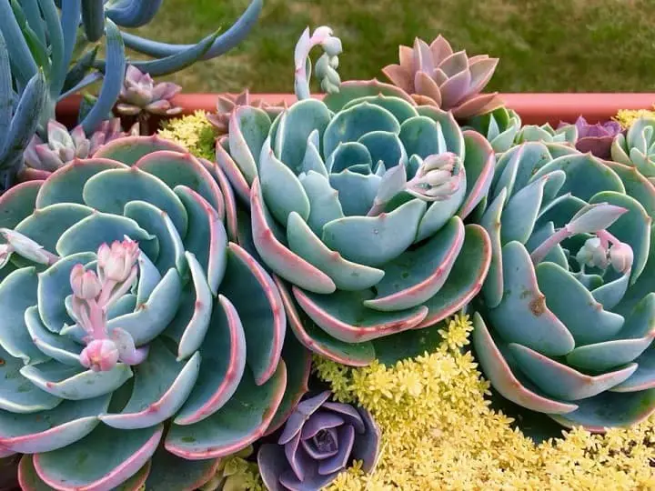 Echeveria imbricata