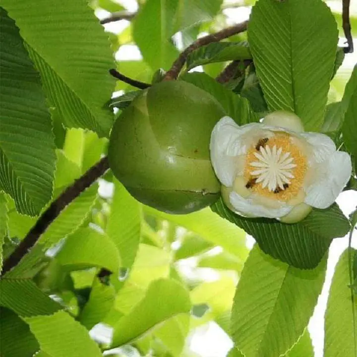 Elephant Apple