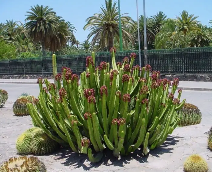 Euphorbia canariensis