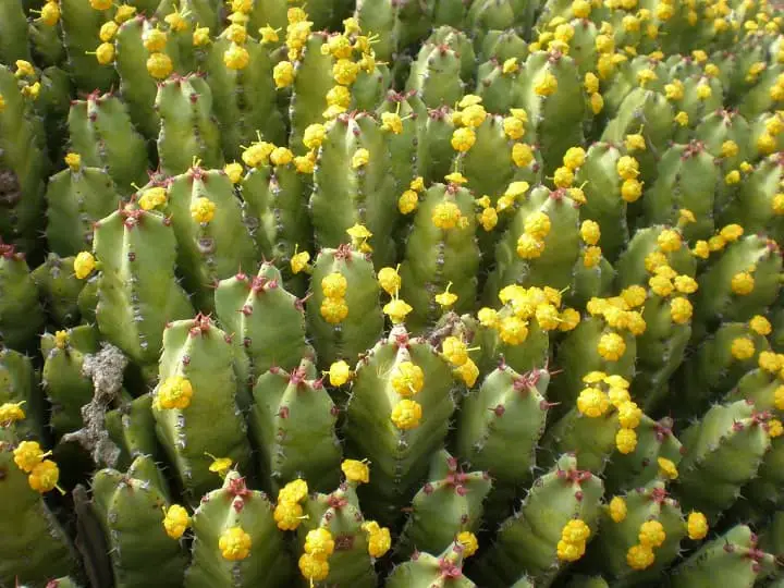 Euphorbia resinifera