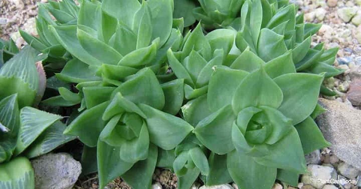 Haworthia Fosbergii