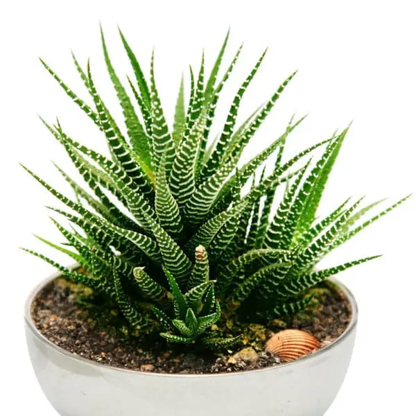 Haworthia Species