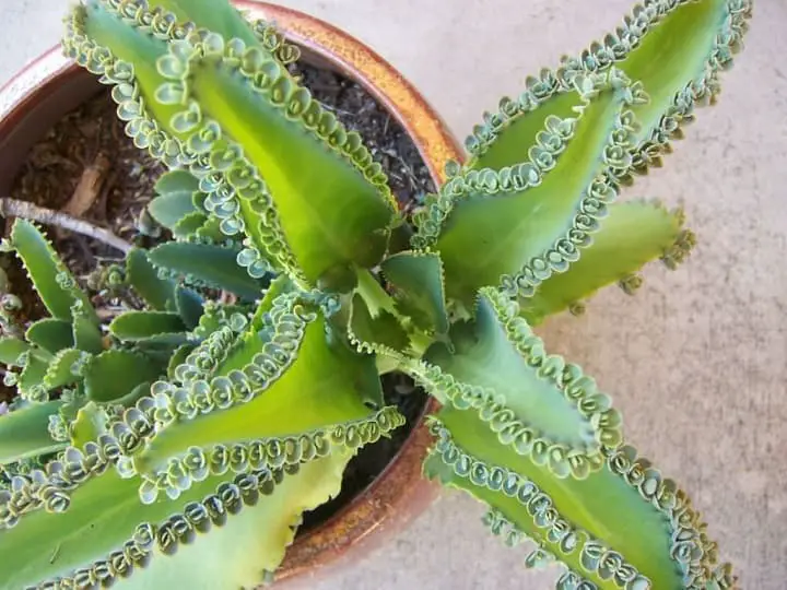 Kalanchoe daigremontiana