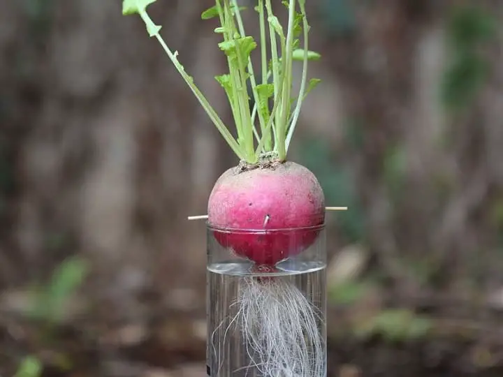 Radishes grow in water