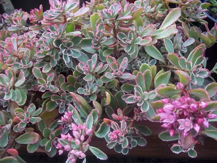 Sedum spurium