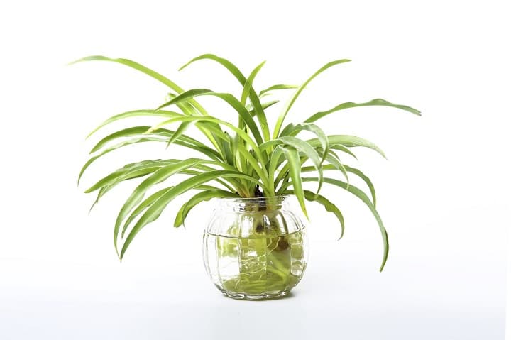 Spider Plant to grow on water