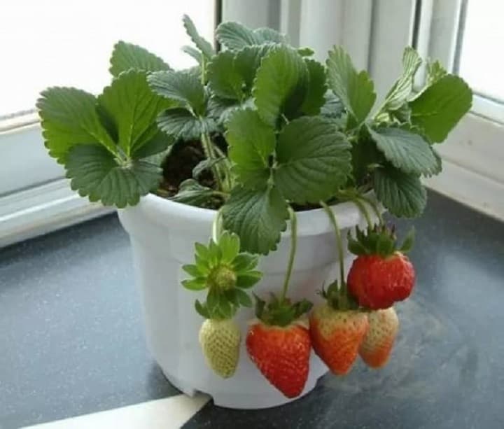 Strawberries