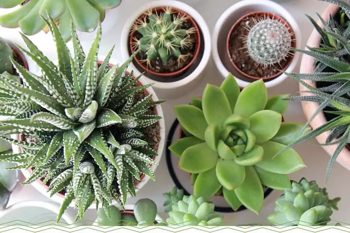 How Long Can Succulents Go Without Water