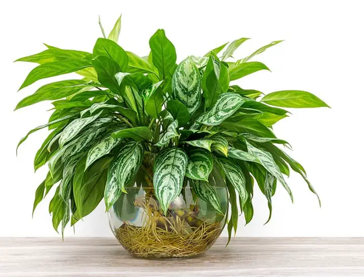 The Chinese Evergreen