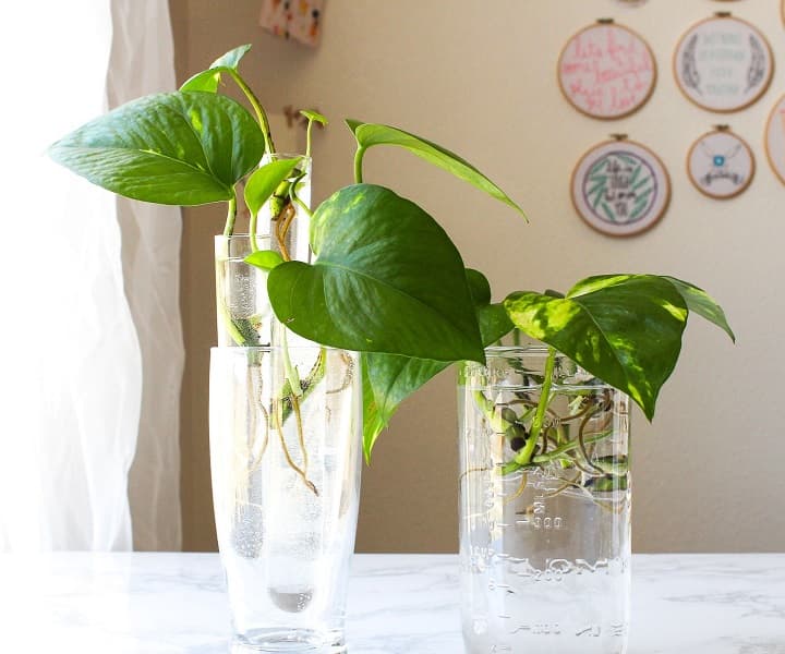 The Pothos Plant