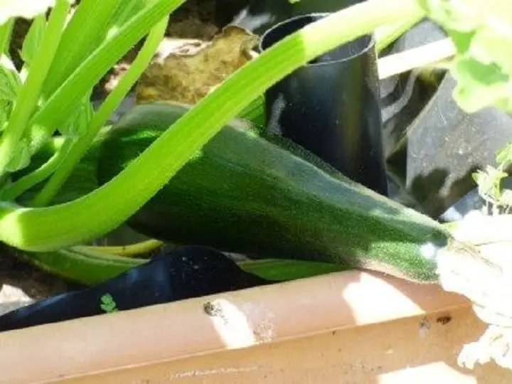 Zucchini grow in water