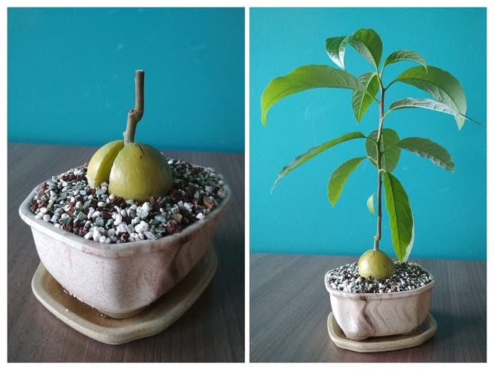 Avocado Bonsai