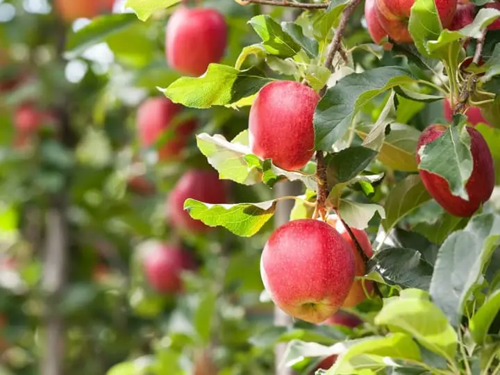 Apple trees