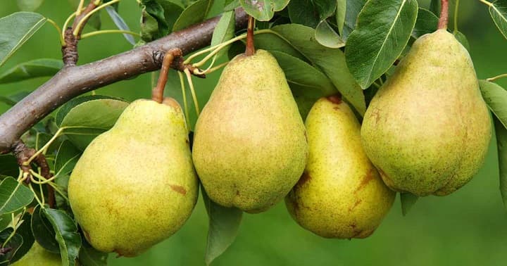 Pear trees