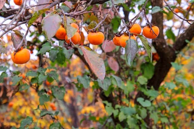 Persimmon