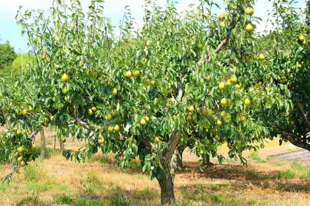 Bosc Pear Tree