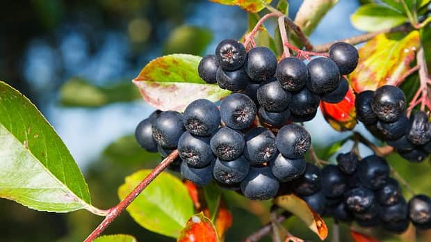 Chokeberry Fruit