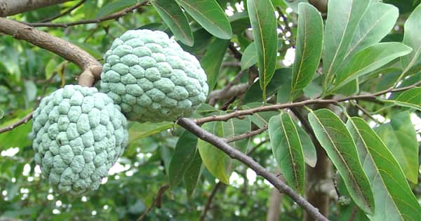 Custard Apple