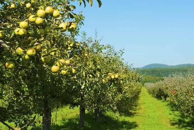 Golden Delicious Apple Tree