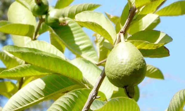 Guava Fruit