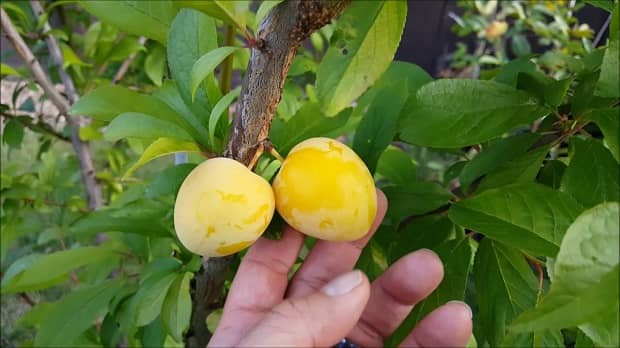 Japanese plum