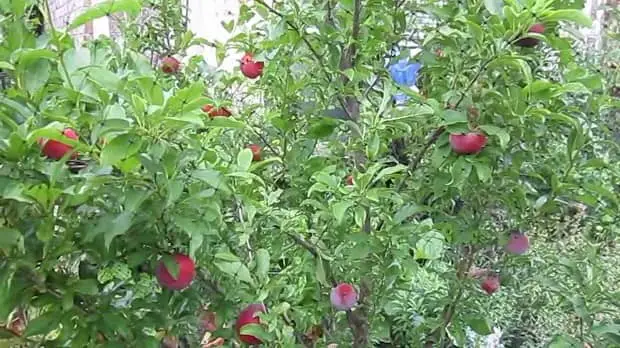 Methley Plum Tree