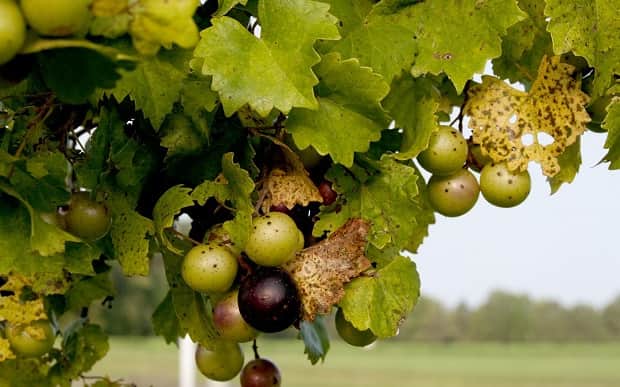 Muscadines Fruit