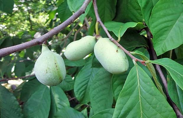 PawPaw Tree