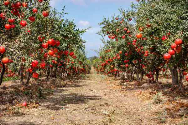 Pomegranate Fruit